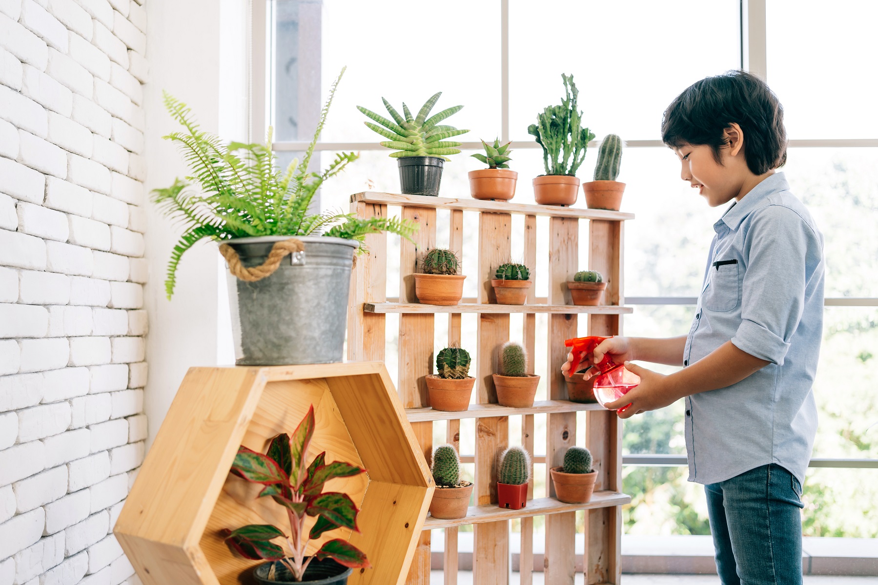 consejos faciles para el cuidado de tus plantas en casa