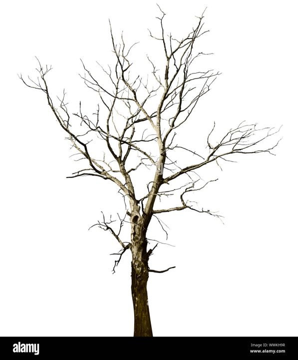 arbol seco