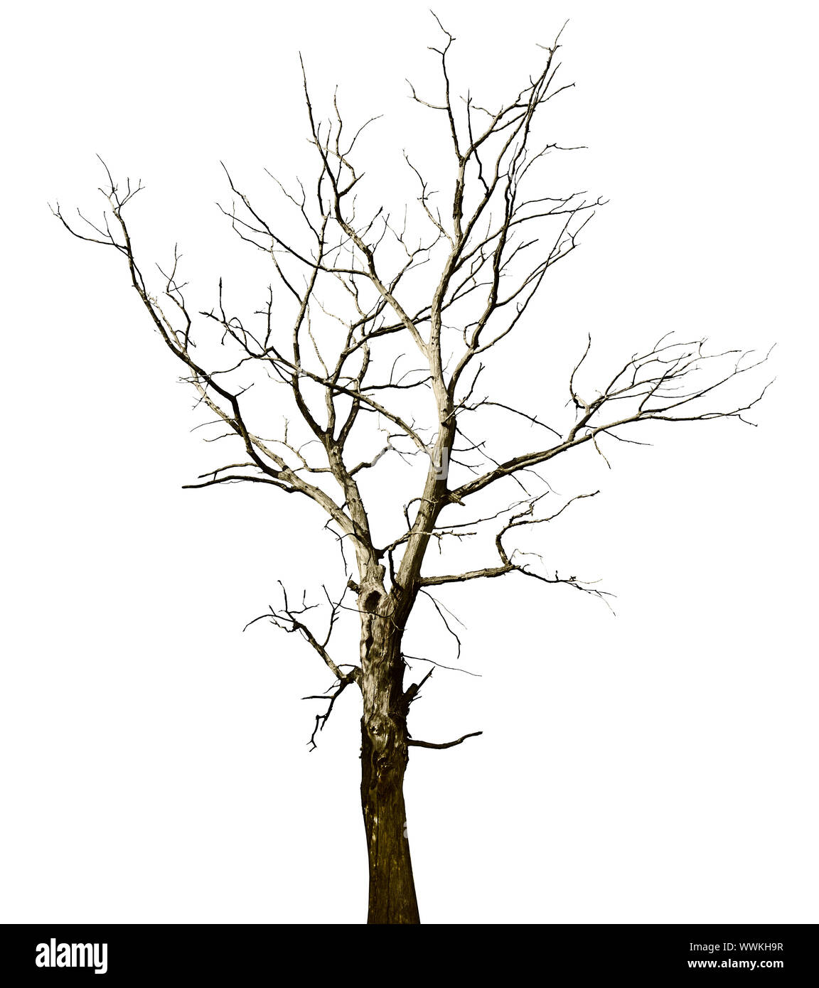 arbol seco