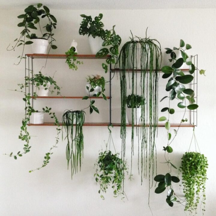 colgar plantas anade elegancia a tu techo