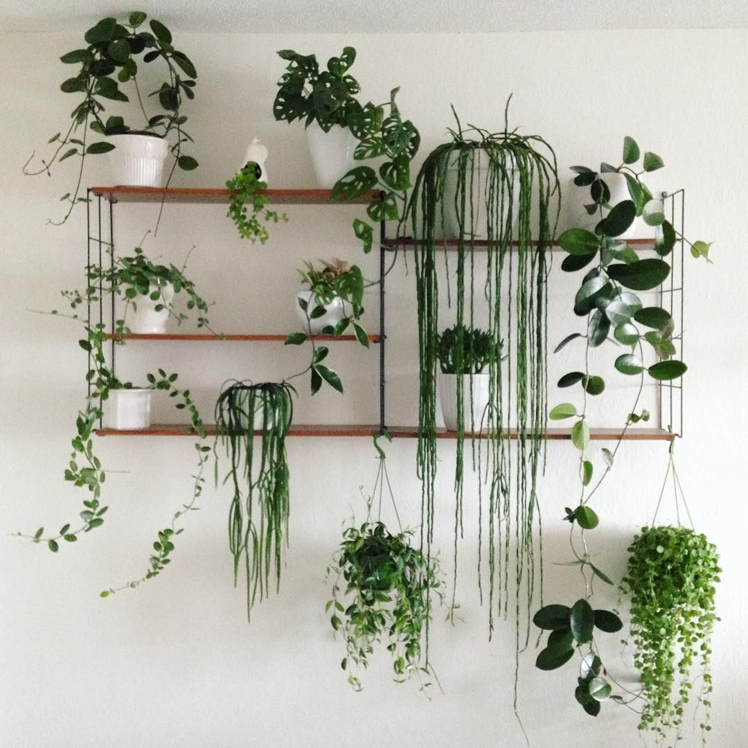 colgar plantas anade elegancia a tu techo