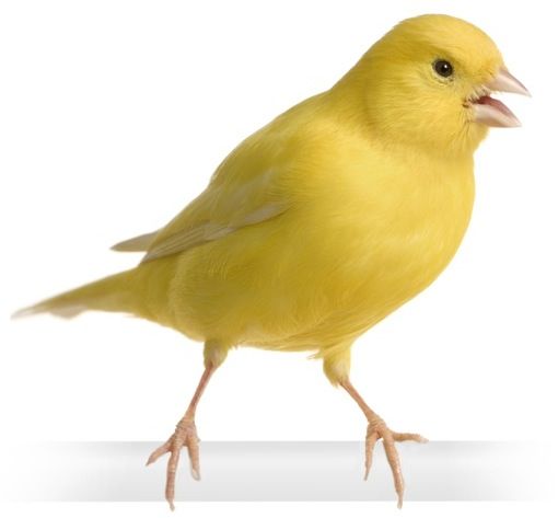 como cuidar a un canario trucos y consejos