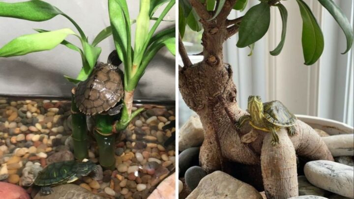 como cuidar tortugas de agua en casa