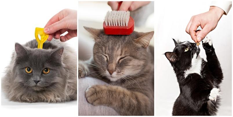como cuidar un gato consejos y cuidados