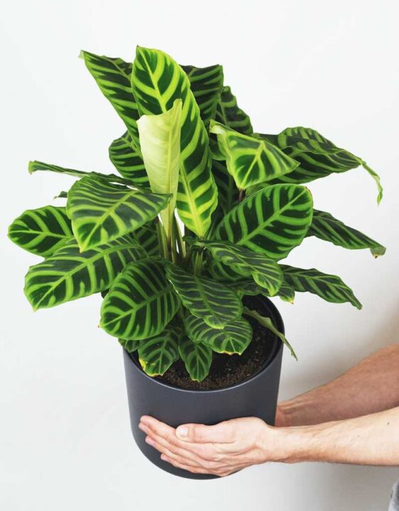 consejos esenciales para el cuidado de la calathea manten tu planta saludable y hermosa