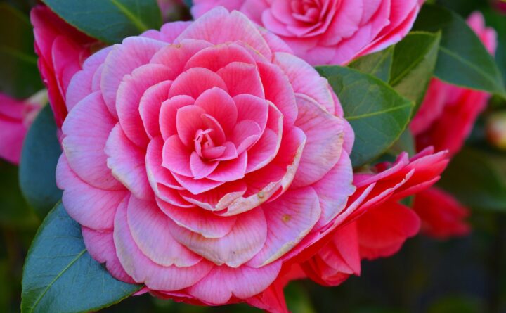 consejos esenciales para el cuidado de la camelia todo lo que necesitas saber