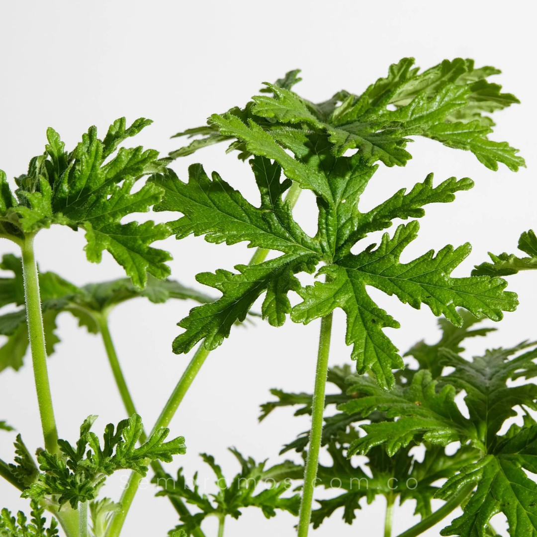 consejos esenciales para el cuidado de la citronela manten tu planta saludable y libre de plagas