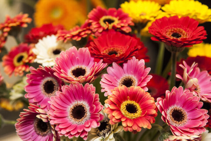 consejos esenciales para el cuidado de la gerbera