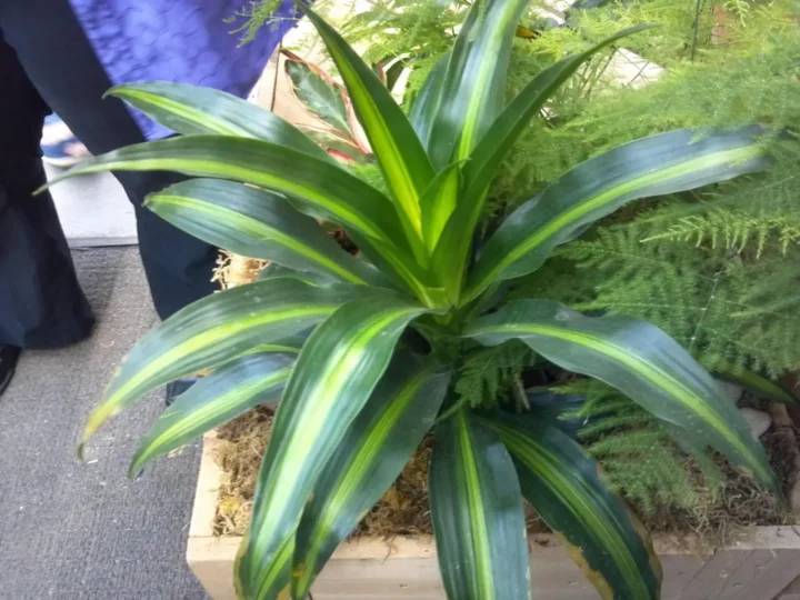 consejos esenciales para el cuidado de tu dracena todo lo que necesitas saber