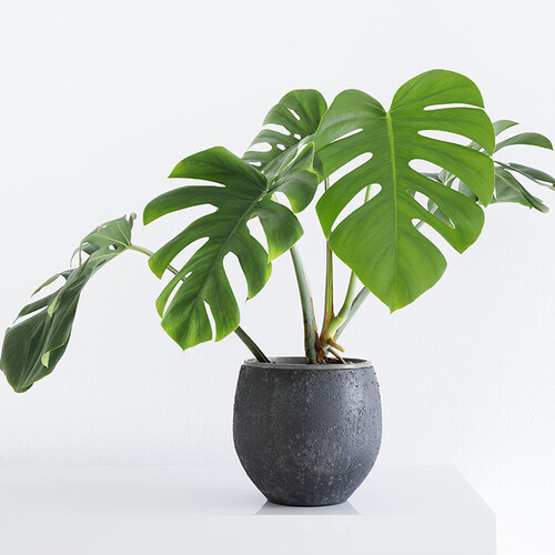 consejos esenciales para el cuidado de tu monstera todo lo que necesitas saber