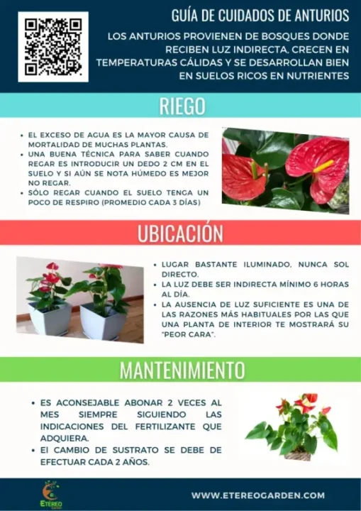 consejos esenciales para el cuidado de tu planta anthurium e1684109127347