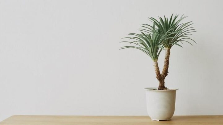 consejos faciles para el cuidado de la yuca