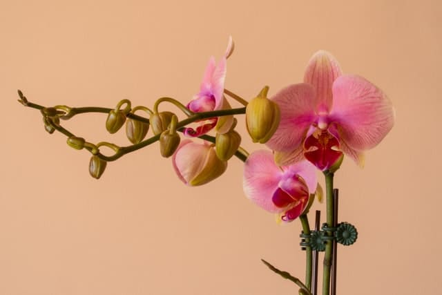 consejos faciles para el cuidado de tus orquideas
