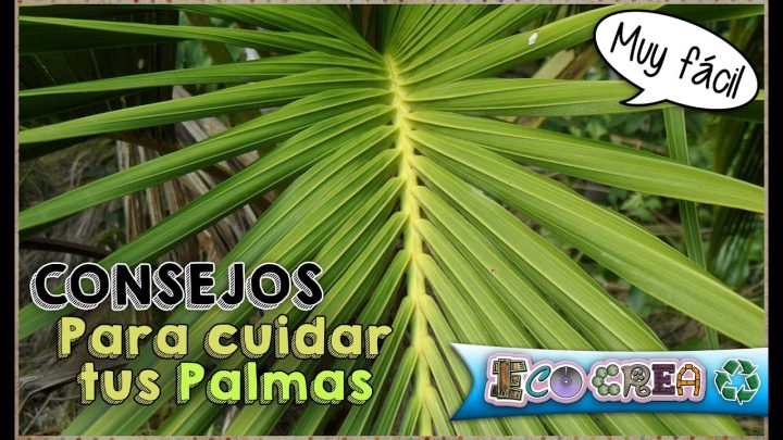 consejos faciles para el cuidado de tus palmeras
