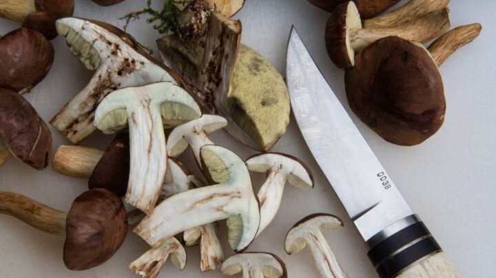 consejos para limpiar boletus guia paso a paso