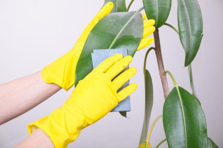 consejos para limpiar hojas de plantas trucos faciles y eficaces