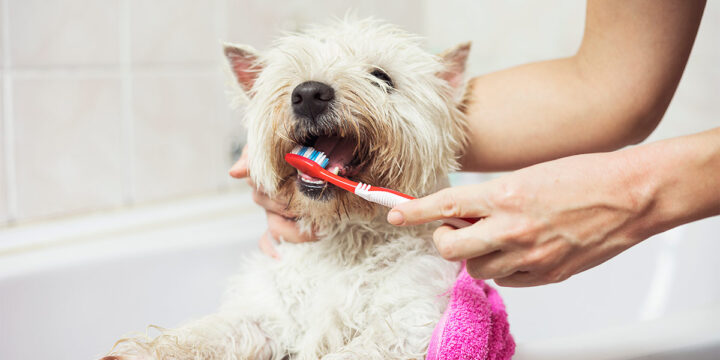 consejos practicos para una buena higiene bucal en tu perro