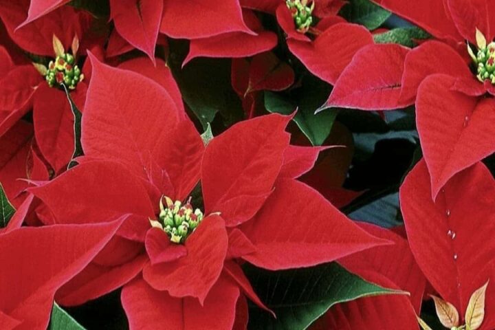 cuales son los cuidados que necesita la flor de navidad y como mantenerla hermosa