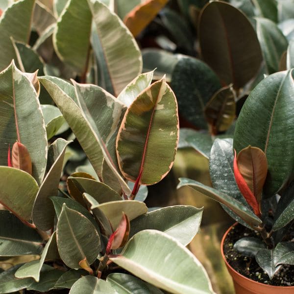 cuales son los cuidados que necesita un ficus y como mantenerlo saludable