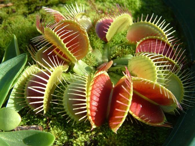 cuales son los cuidados que necesita una planta carnivora y como mantenerla saludable