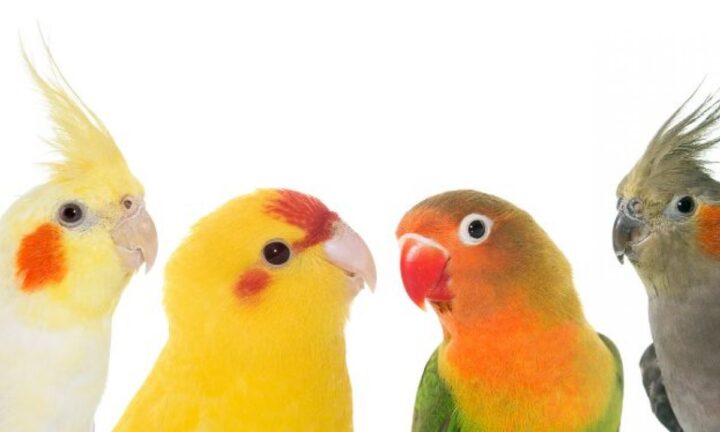 cuales son los pajaros mas faciles de cuidar y como hacerlo
