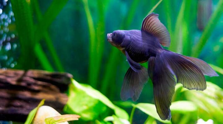 cuales son los peces mas faciles de cuidar y como mantenerlos saludables