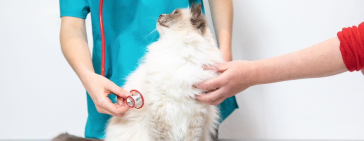 cuidados despues de castrar un gato y como realizarlos correctamente