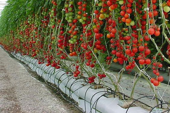 cuidados para las tomateras y como aplicarlos