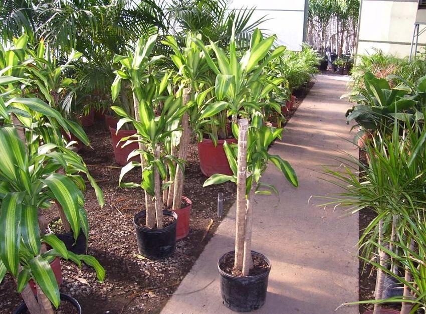 cuidados que necesita el palo de agua