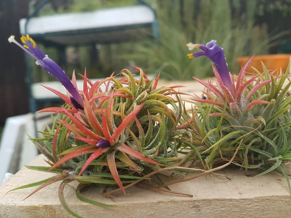 cuidados que necesita una planta de aire y como mantenerla saludable