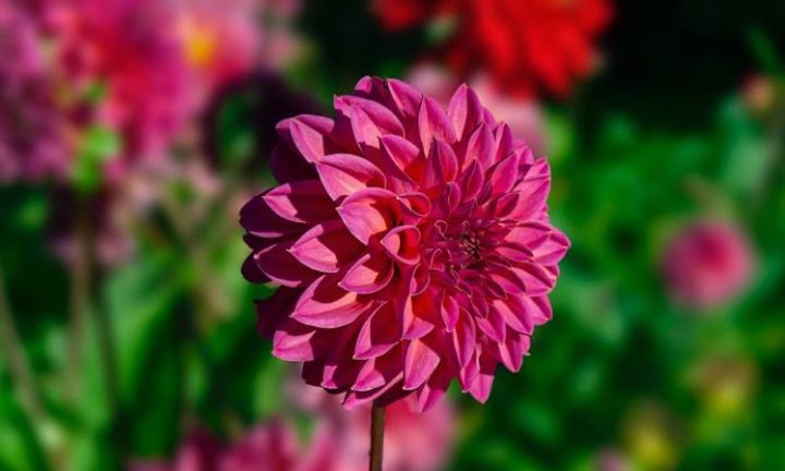 dalias