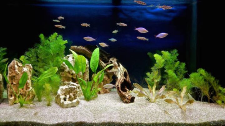 decorar acuario