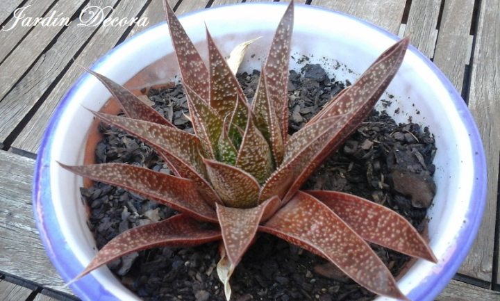 esta planta