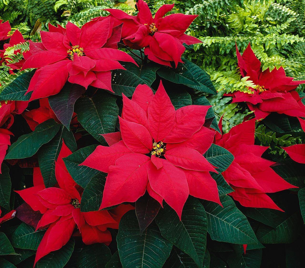 flor pascua