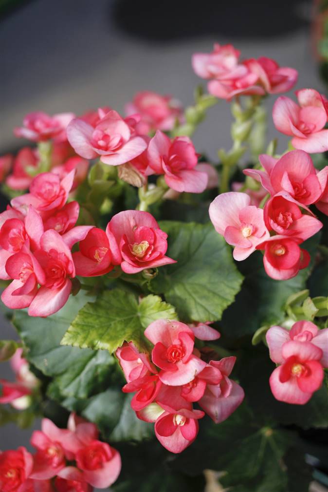 las begonias