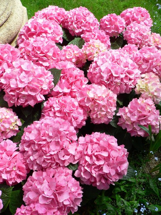 las hortensias scaled