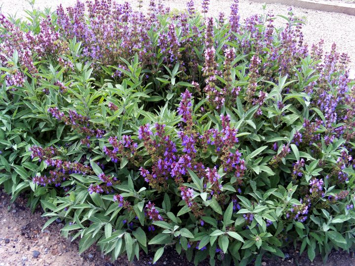 las salvia scaled