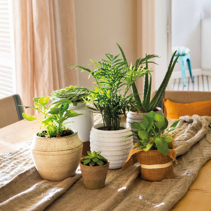 plantas casa