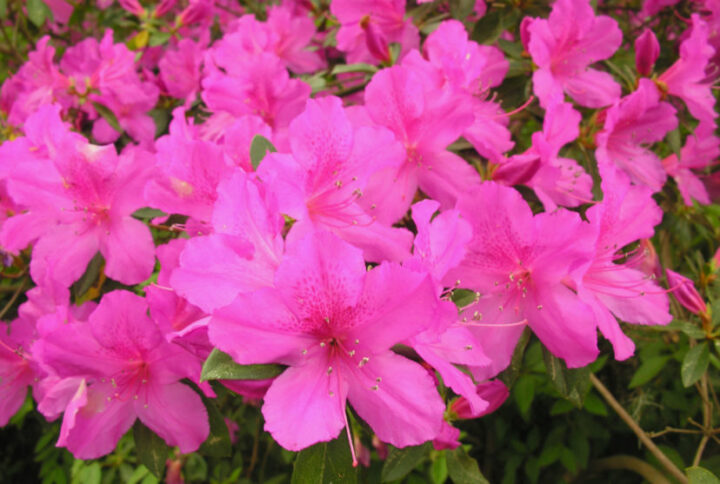 que cuidados necesita tu azalea para mantenerla saludable