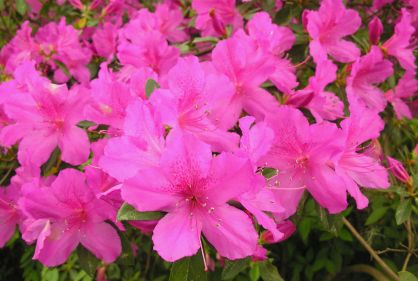 que cuidados necesita tu azalea para mantenerla saludable
