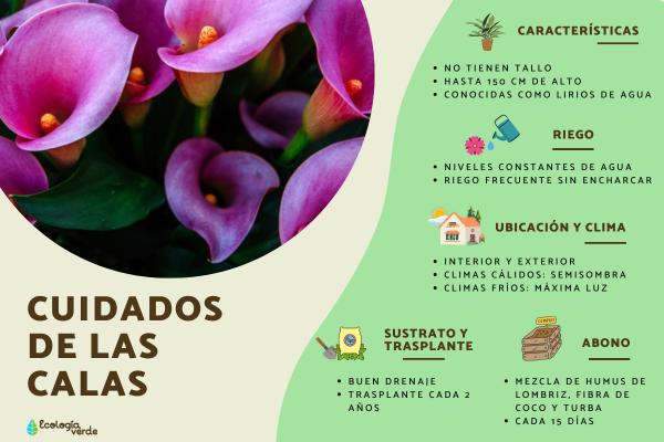 que cuidados necesitan las calas en maceta guia completa