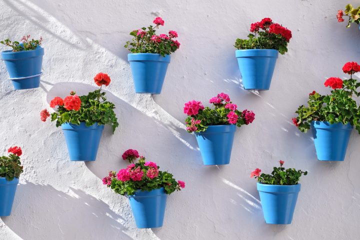 que cuidados necesitan los geranios guia completa para mantener tus plantas saludables