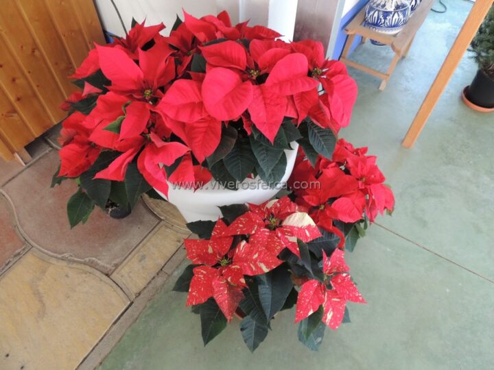 que debes saber para cuidar tu flor de pascua consejos y recomendaciones