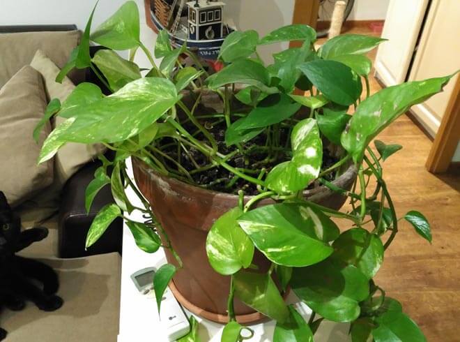 que debes saber para cuidar tus plantas de interior consejos y trucos