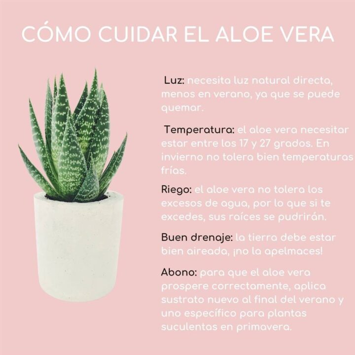 que debes saber para cuidar una planta de aloe vera consejos y trucos