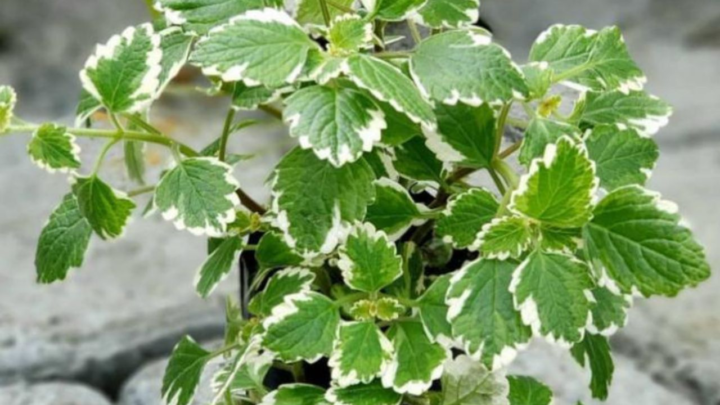 que debes saber para cuidar una planta del incienso consejos y trucos