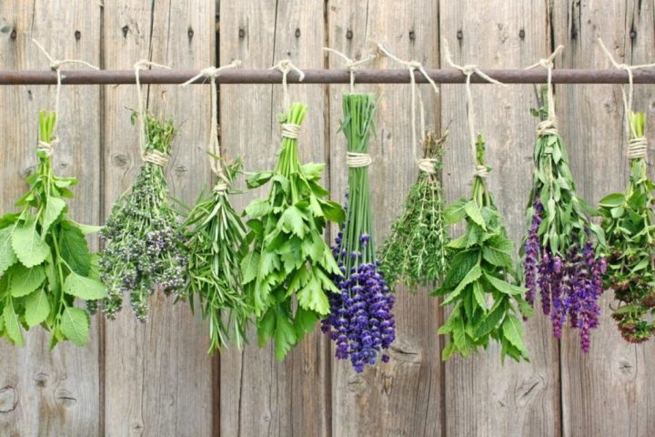 secar plantas