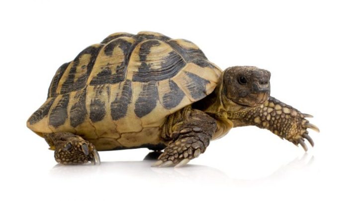 tortuga tierra